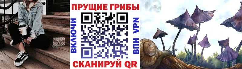 цена Кохма Галлюциногенные грибы Cubensis